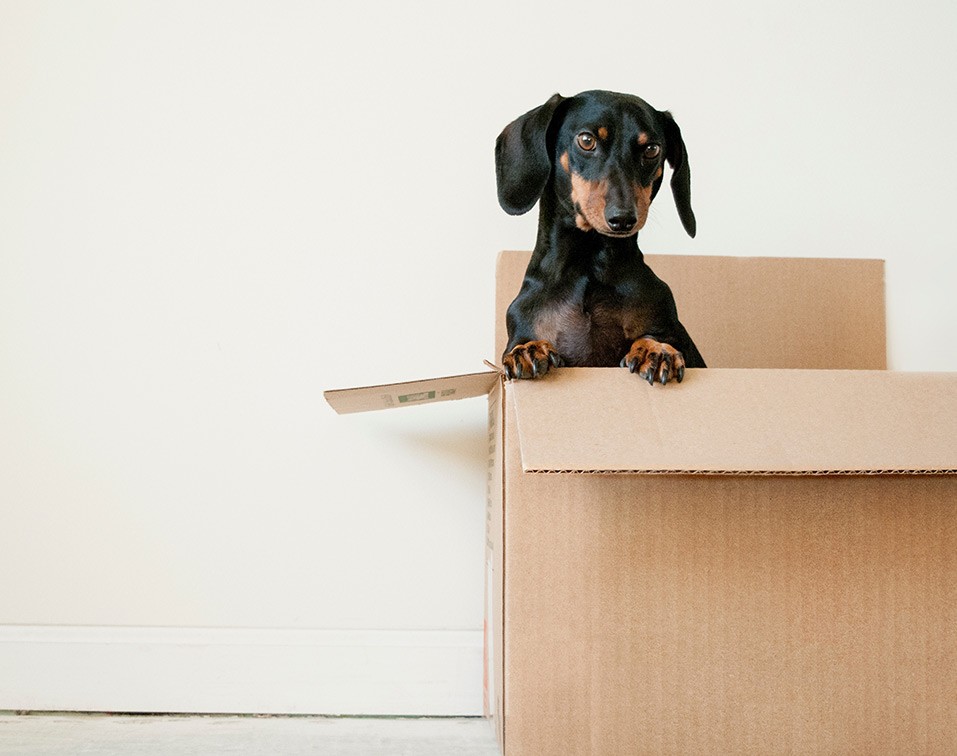 packaging and moving home with pets